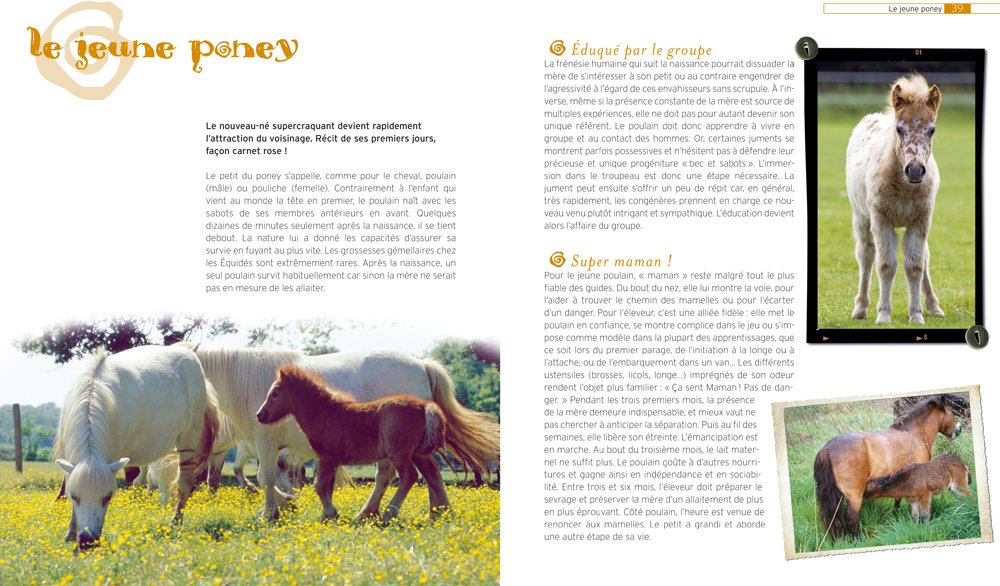 Le Poney