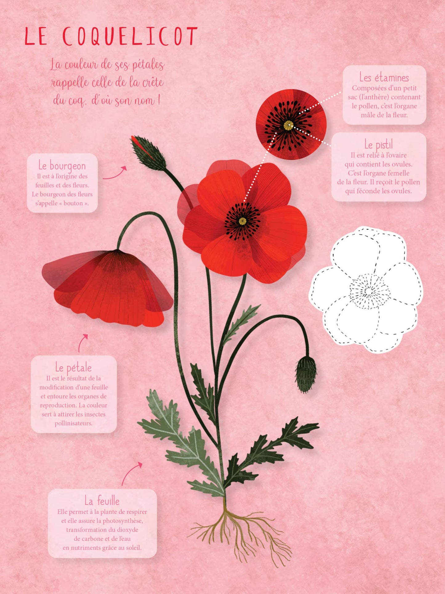 Mon memory des arbres et des fleurs à colorier