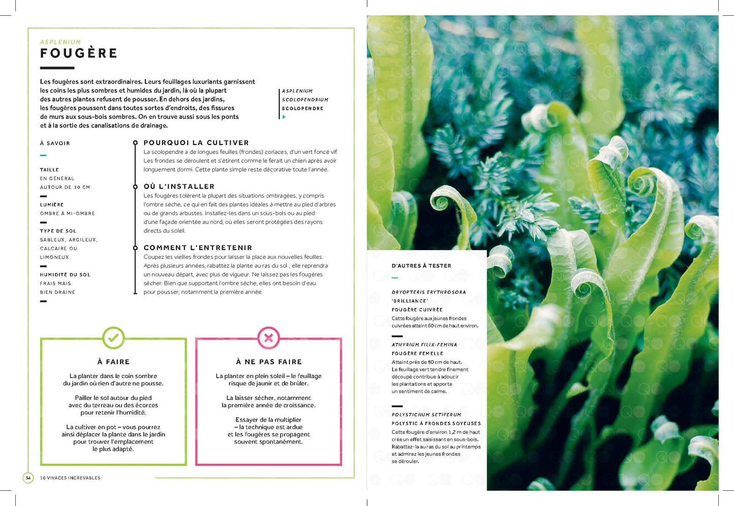 50 plantes pour ceux qui n ont pas la main verte: Maison - Balcon - Jardin