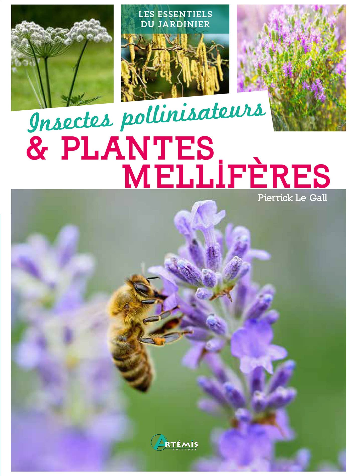 Insectes pollinisateurs et plantes mellifères