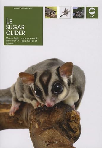 Le sugar glider