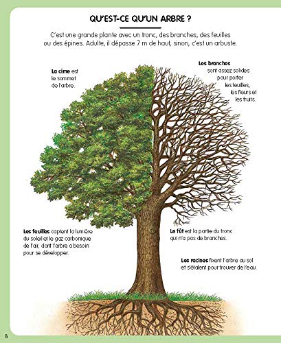 L'imagerie de la forêt