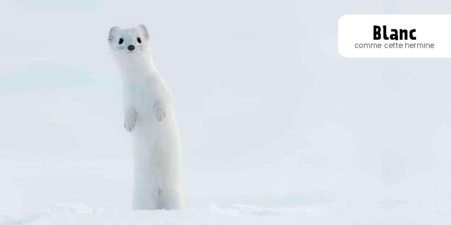 Couleurs NE: Mon imagier des animaux