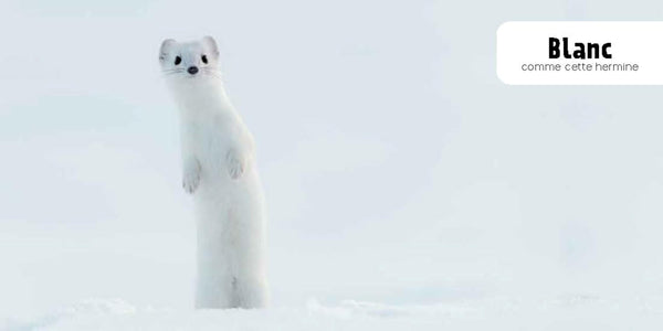 Couleurs NE: Mon imagier des animaux