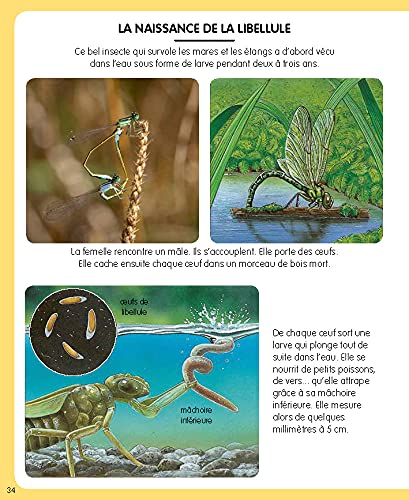 L'imagerie de la forêt