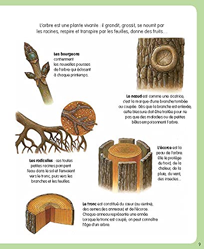 L'imagerie de la forêt