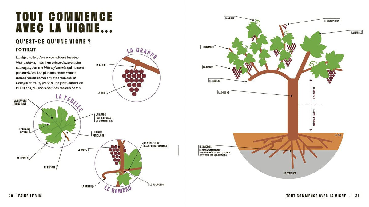 Le vin en un coup d'œil, 2e éd.
