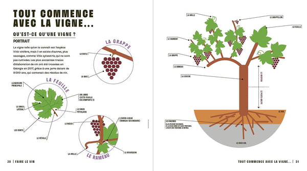 Le vin en un coup d'œil, 2e éd.