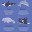 Mon imagier à colorier : les animaux de la mer