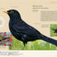 Reconnaître facilement les oiseaux du jardin - Photos grandeur nature