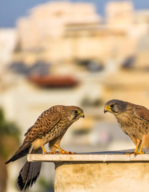 La nature s'invite en ville