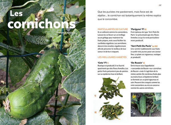 Courges, melons, concombres, etc. - Les cucurbitacées & comment les cultiver