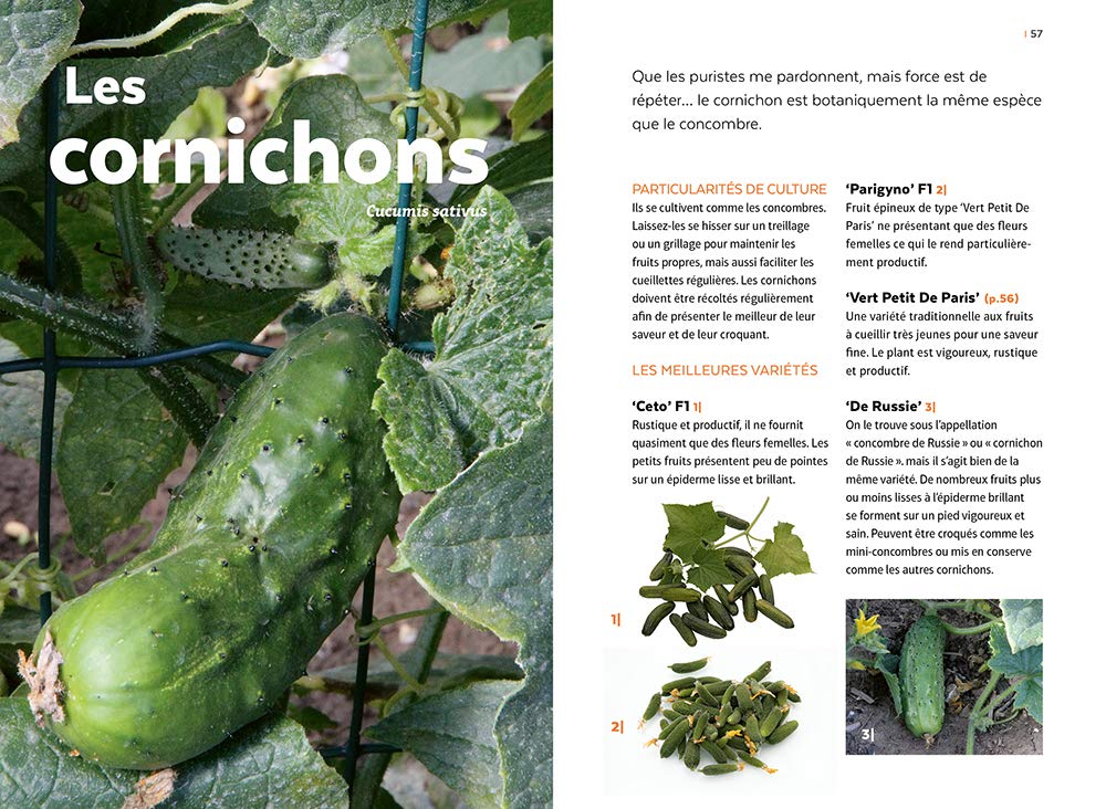 Courges, melons, concombres, etc. - Les cucurbitacées & comment les cultiver