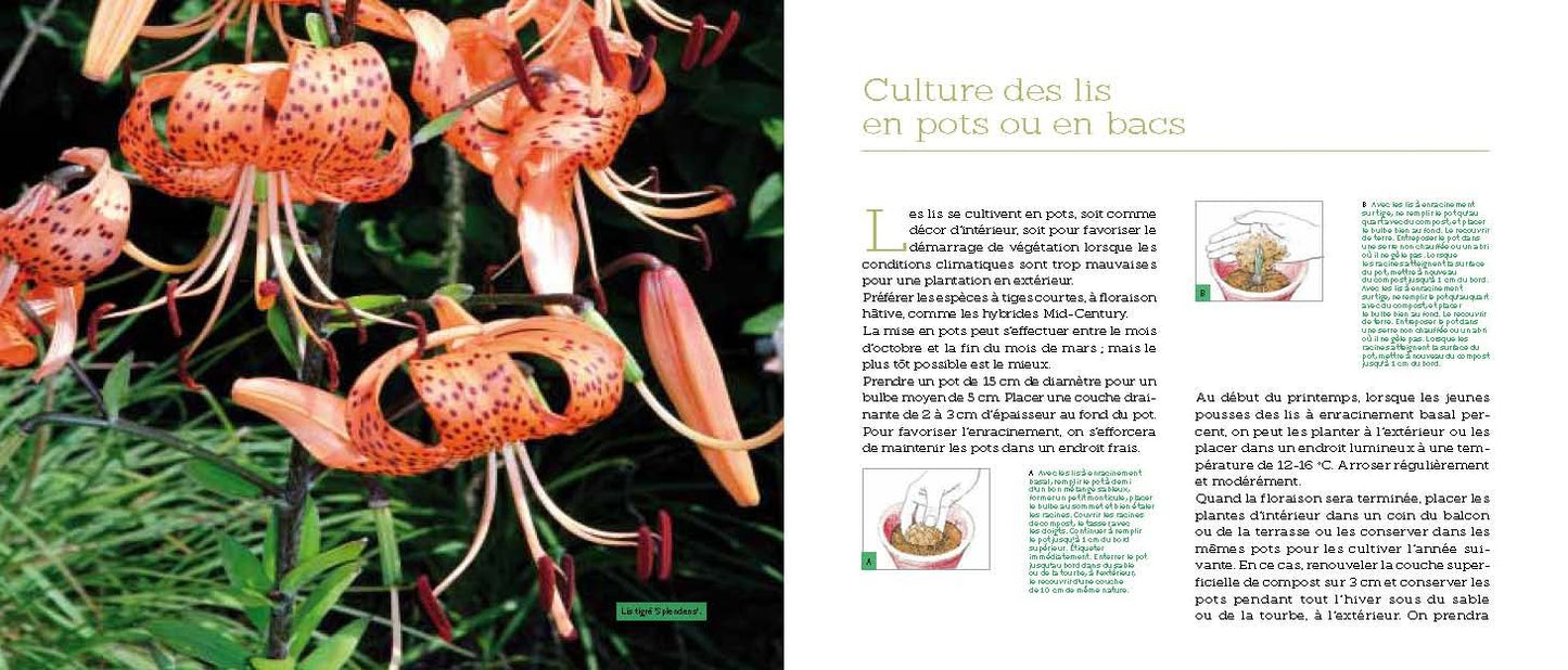Fleurs en pots pour balcons et terrasses