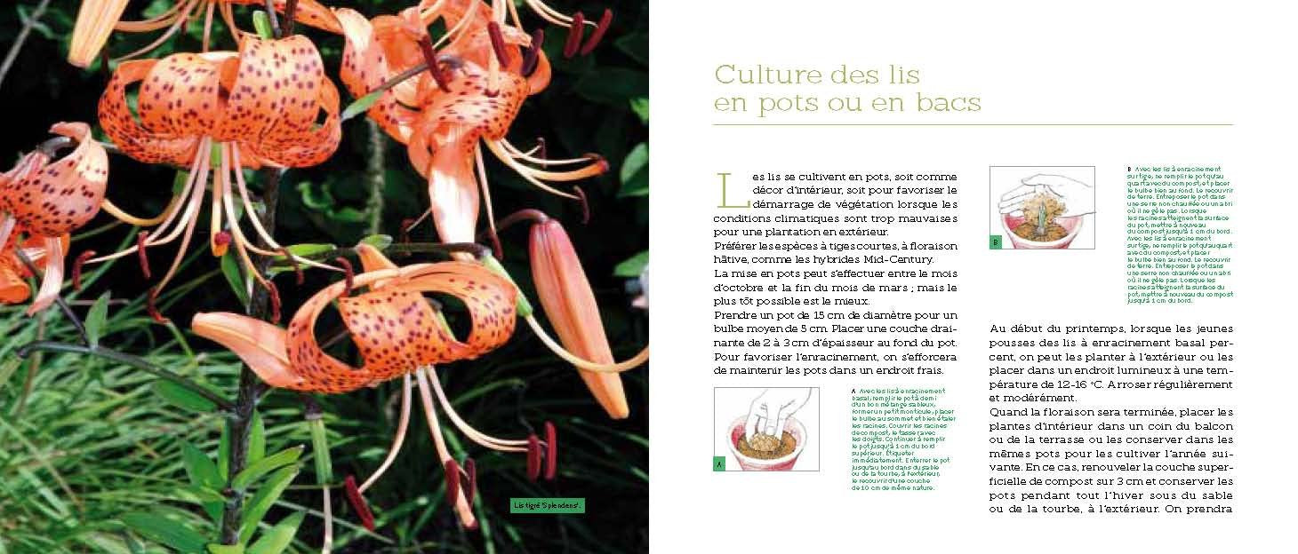 Fleurs en pots pour balcons et terrasses