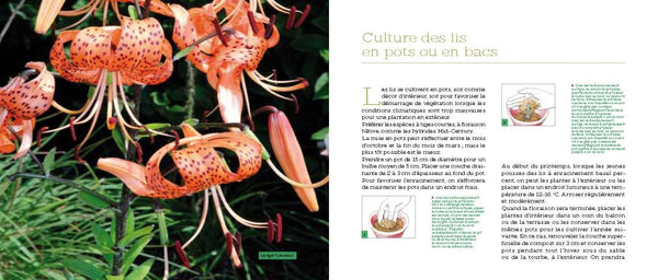 Fleurs en pots pour balcons et terrasses