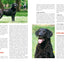GOLDEN RETRIEVER (LE)