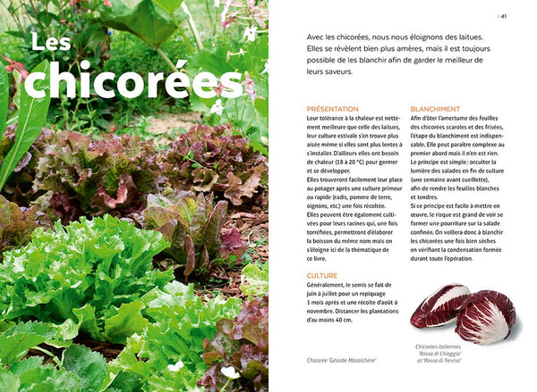 Salades - Tous les types de salades & comment les cultiver