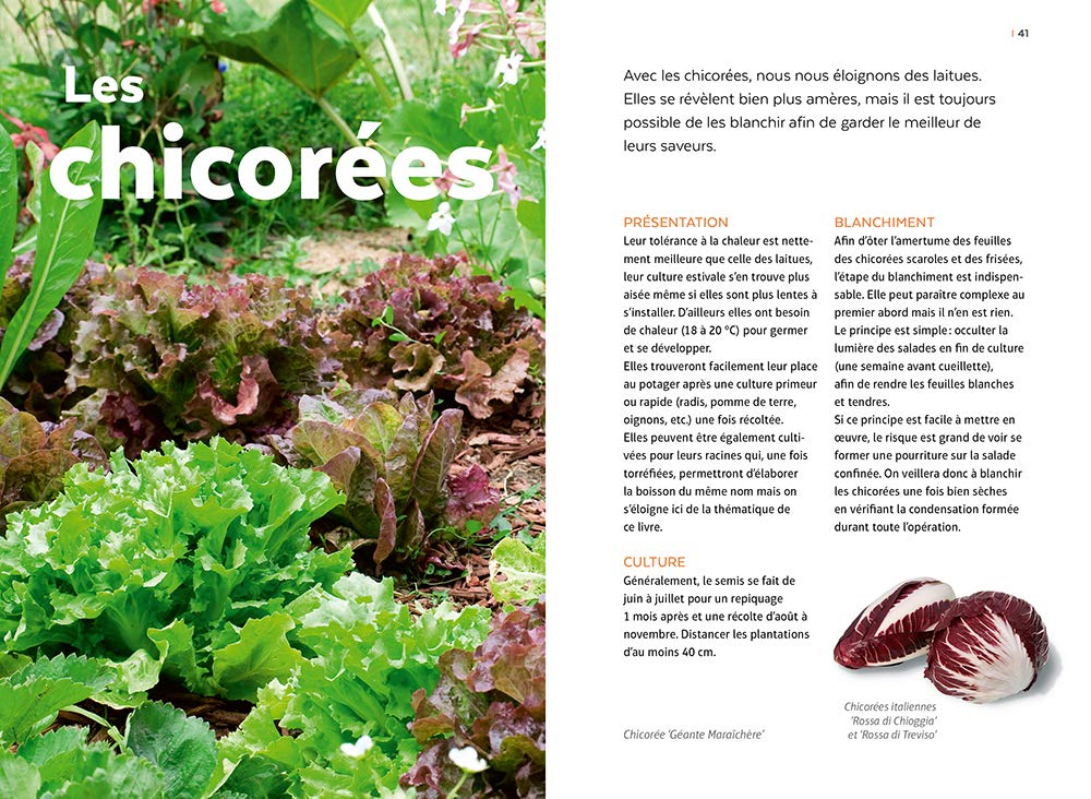 Salades - Tous les types de salades & comment les cultiver