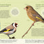 Reconnaître facilement les oiseaux du jardin - Photos grandeur nature
