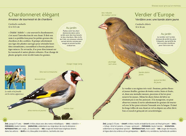 Reconnaître facilement les oiseaux du jardin - Photos grandeur nature