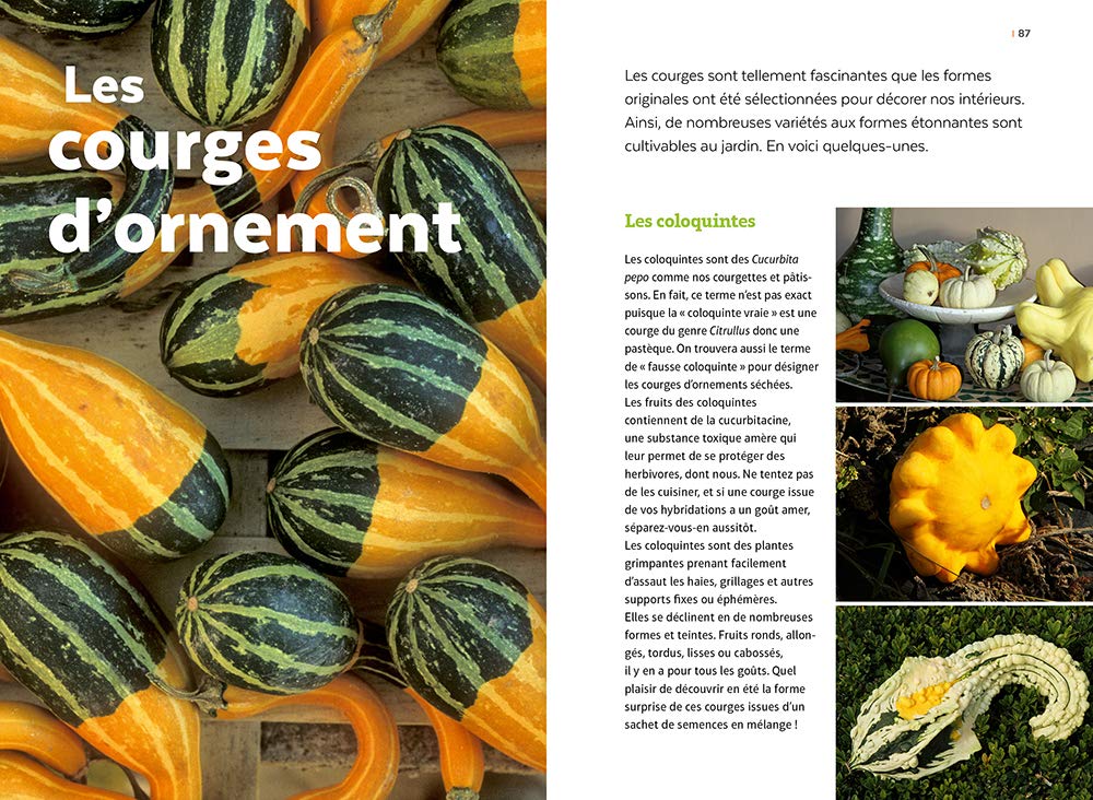 Courges, melons, concombres, etc. - Les cucurbitacées & comment les cultiver