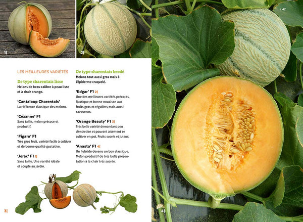 Courges, melons, concombres, etc. - Les cucurbitacées & comment les cultiver