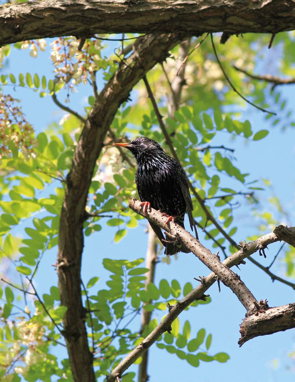 La nature s'invite en ville