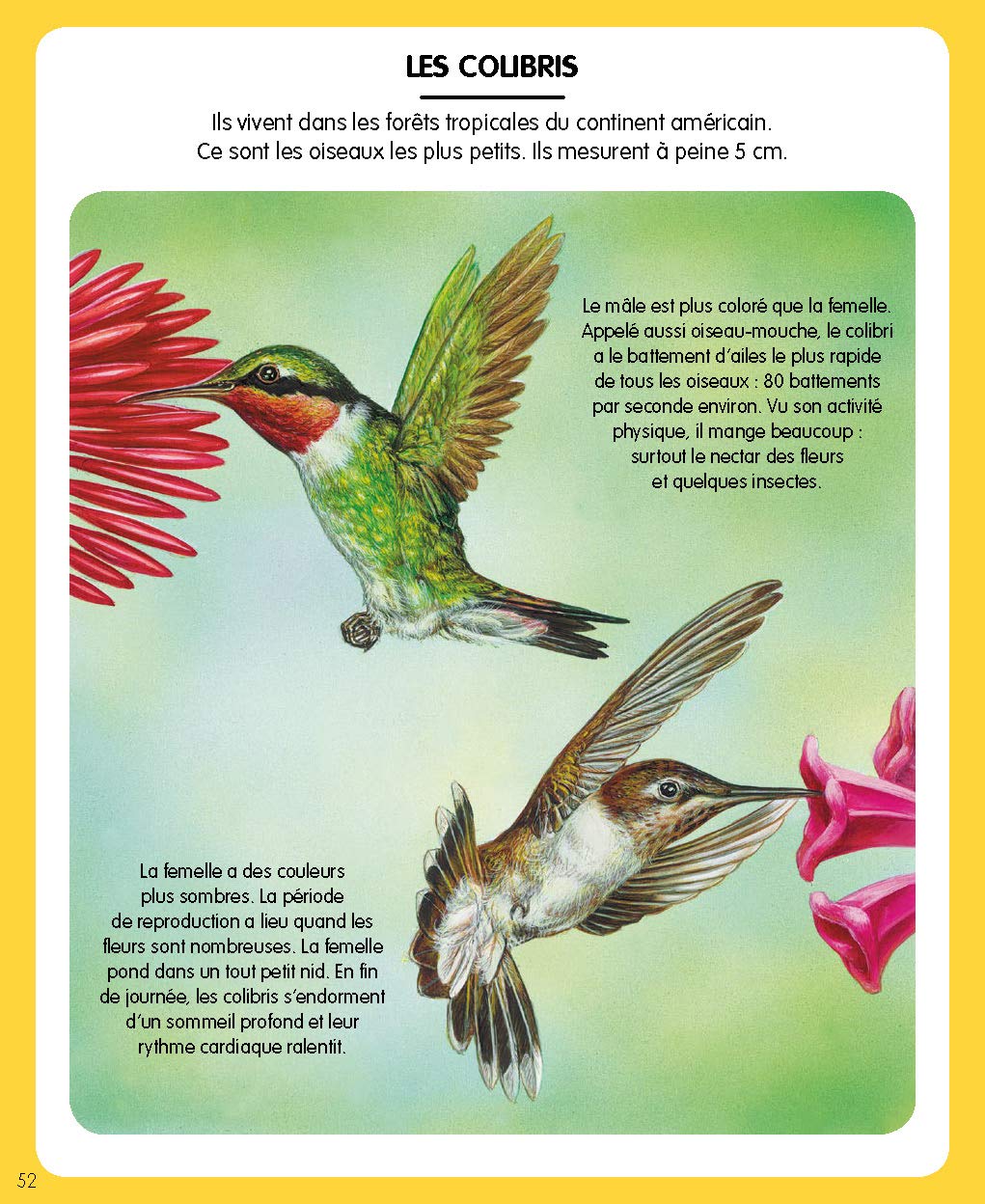 L'imagerie des petites bêtes (interactive)