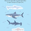 Les animaux de la mer