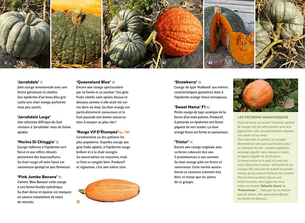 Courges, melons, concombres, etc. - Les cucurbitacées & comment les cultiver