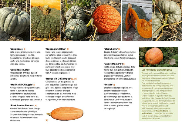 Courges, melons, concombres, etc. - Les cucurbitacées & comment les cultiver