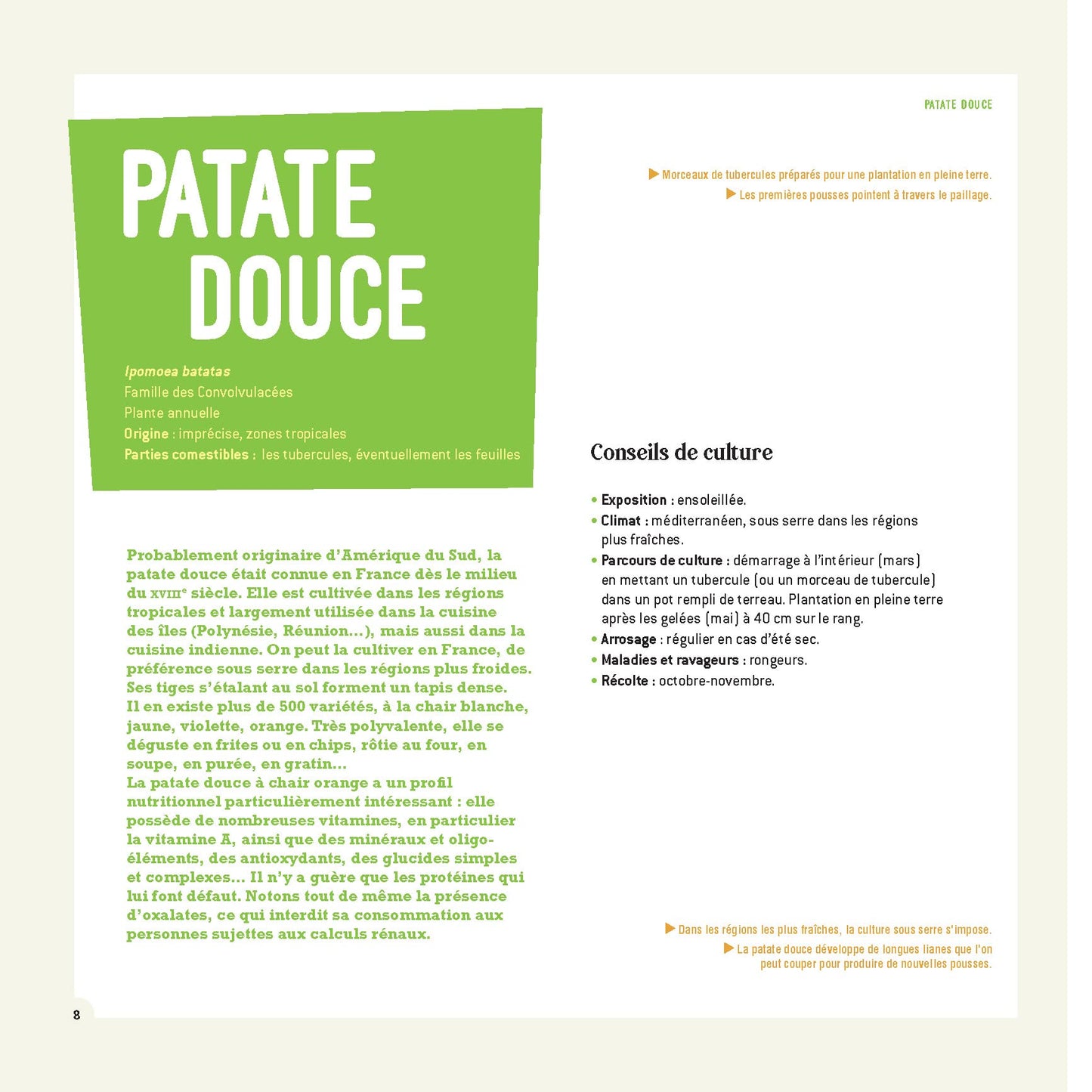 Recettes d'ailleurs... 100% locales !: Arachide, chayotte, patate douce, kiwano, gombo, shiszo, tomatille