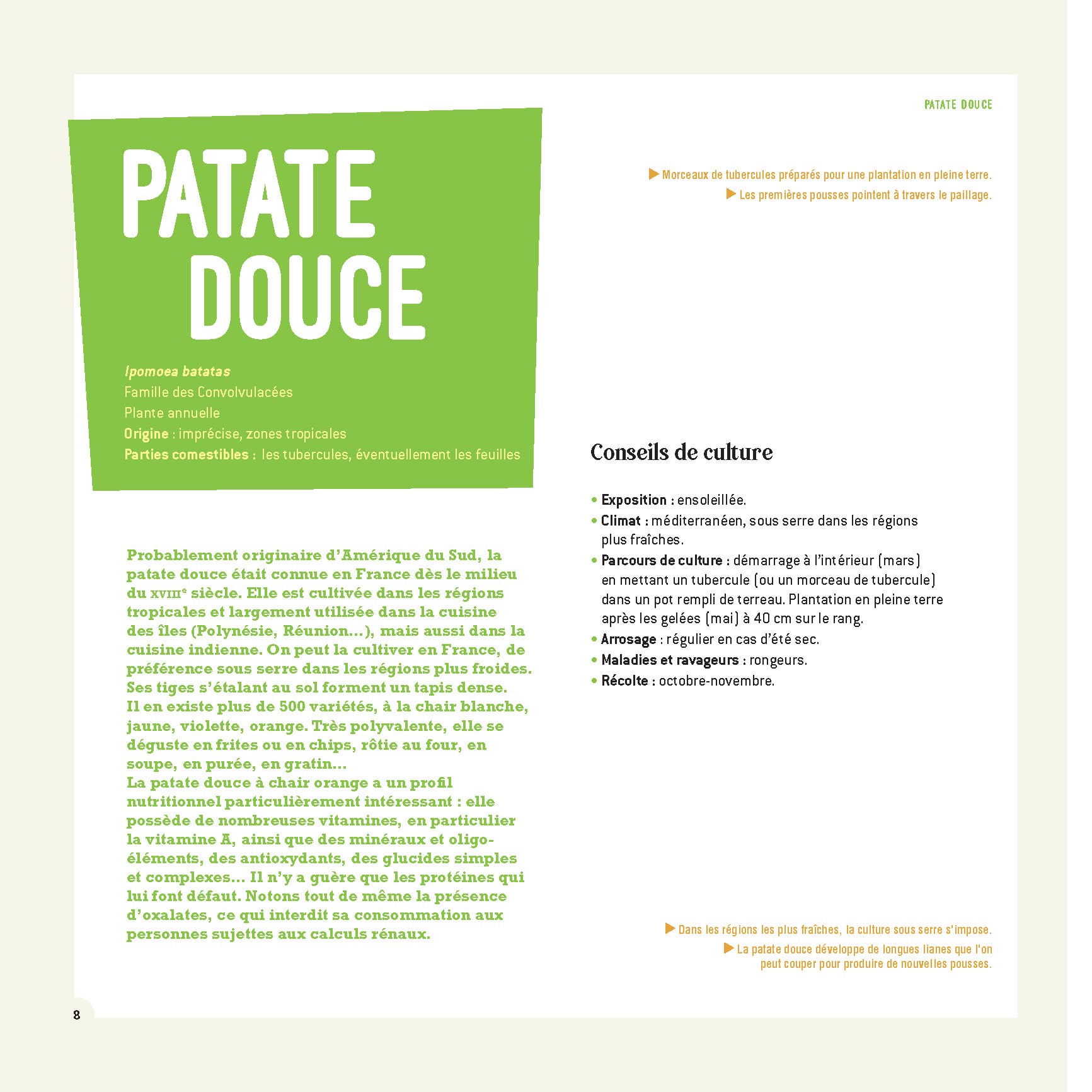 Recettes d'ailleurs... 100% locales !: Arachide, chayotte, patate douce, kiwano, gombo, shiszo, tomatille
