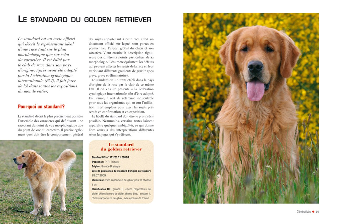 GOLDEN RETRIEVER (LE)