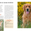 GOLDEN RETRIEVER (LE)