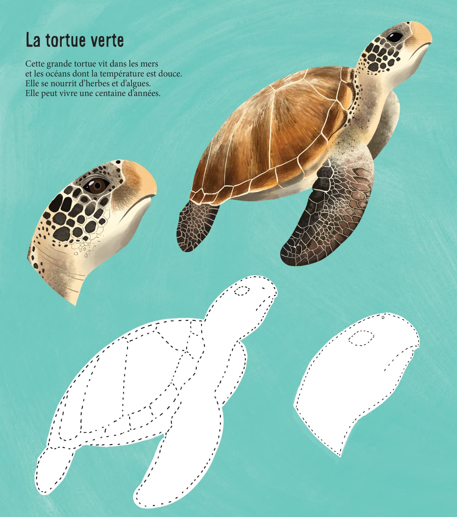 Je découvre les reptiles en dessinant et en coloriant