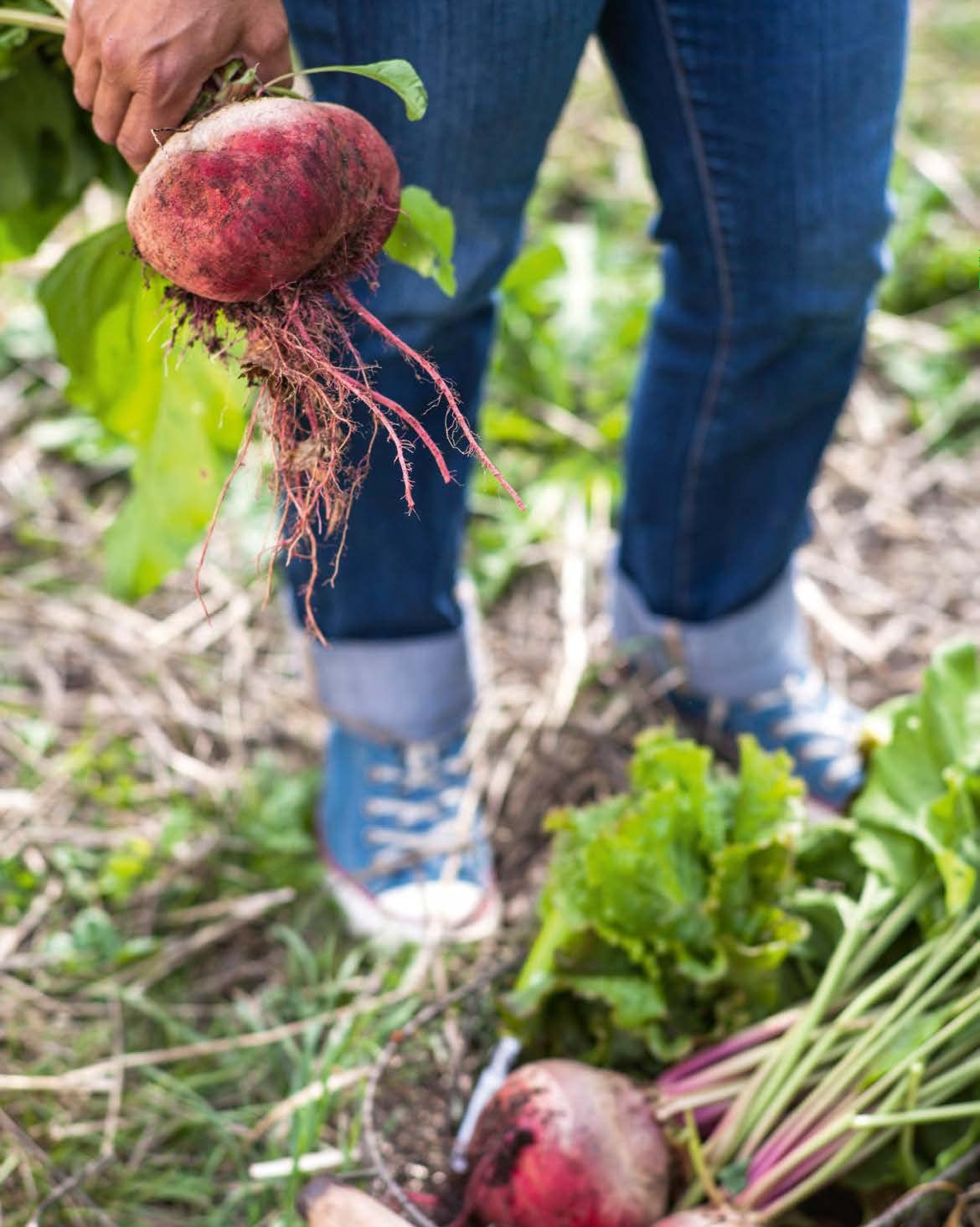 Le traité Rustica de la permaculture