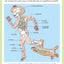 L'imagerie du corps humain (interactive)