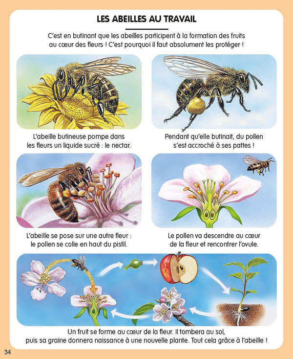 L'imagerie de la nature