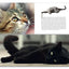 Star de chat et chats de stars