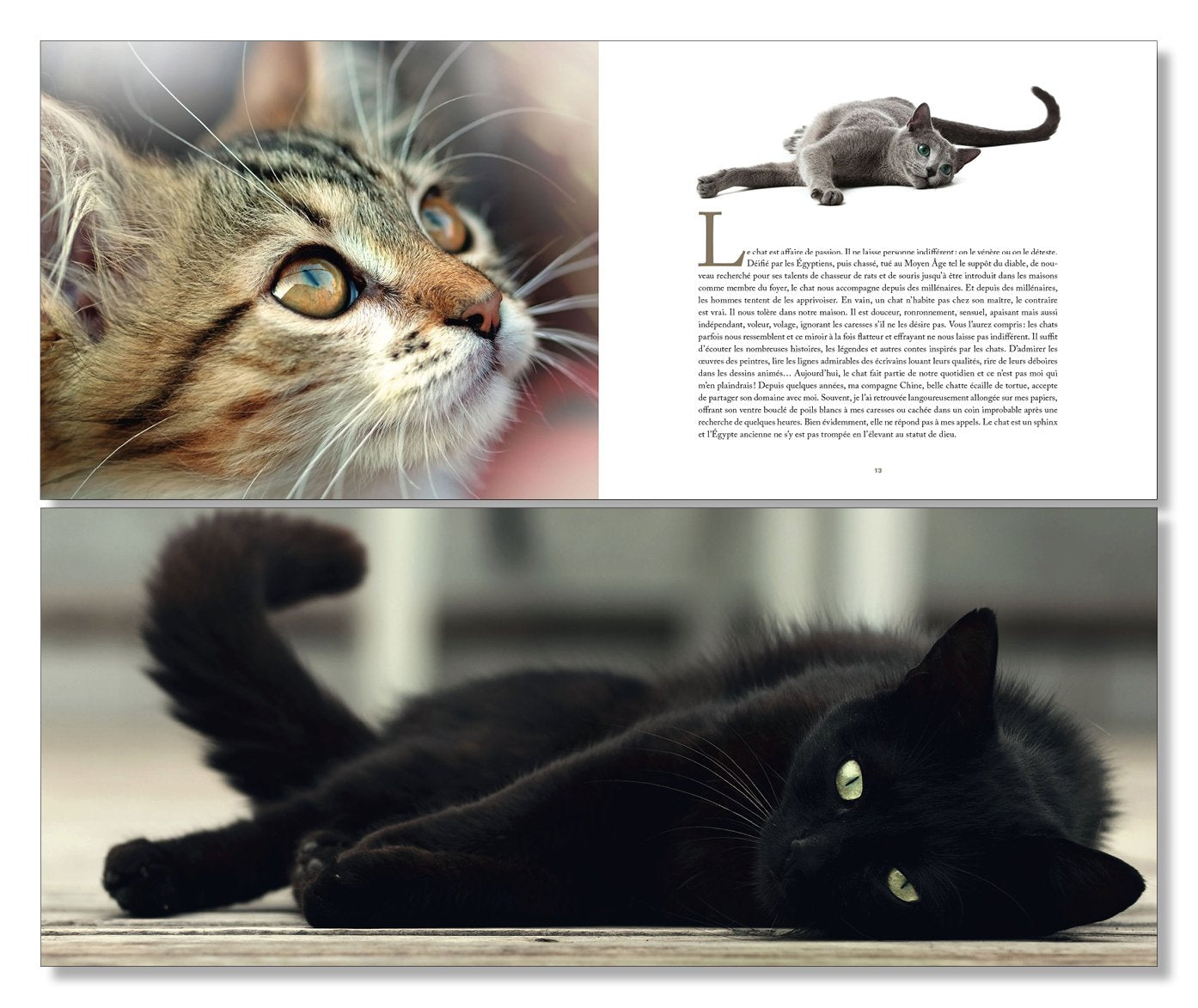 Star de chat et chats de stars
