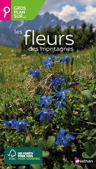 Les fleurs de montagne - Gros plan sur les fleurs de montagne