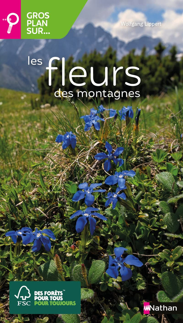 Les fleurs de montagne - Gros plan sur les fleurs de montagne