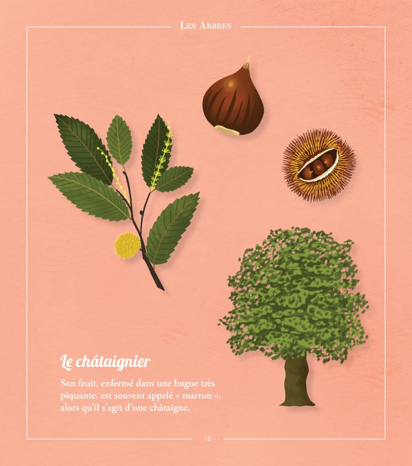 Beautés sauvages : flore