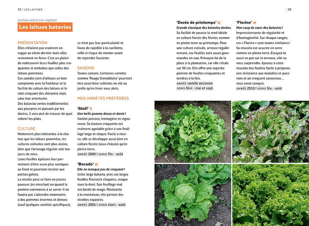 Salades - Tous les types de salades & comment les cultiver