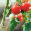 Réussir son potager avec la Lune 2022-2023