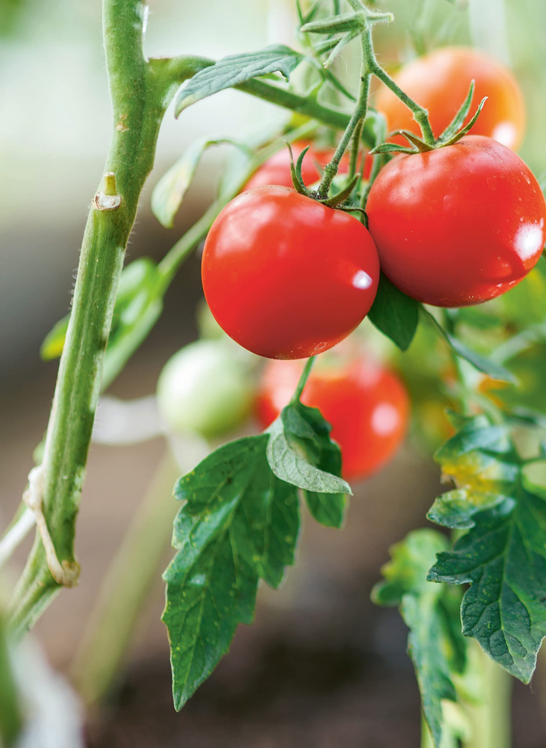 Réussir son potager avec la Lune 2022-2023