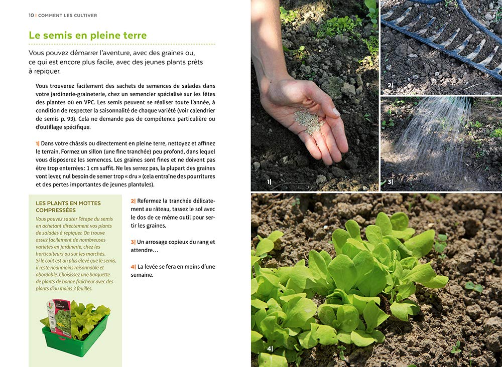 Salades - Tous les types de salades & comment les cultiver