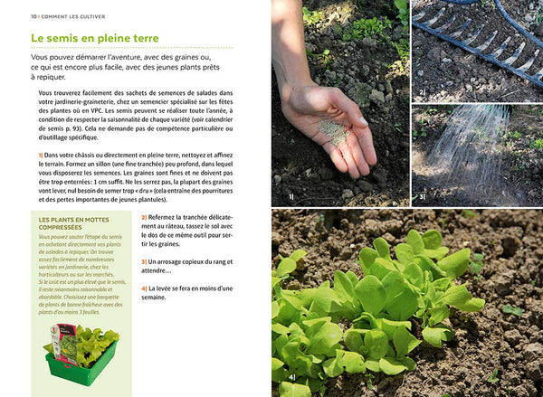 Salades - Tous les types de salades & comment les cultiver